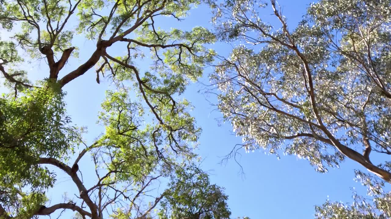A serene view of tree branches against a clear blue sky, capturing nature's tranquility.
