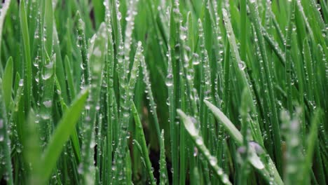 green grass close-up super macro shooting.