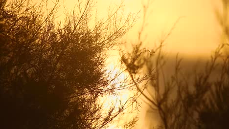 silhouette of plants or reeds gently swaying in the wind against the background of the unfocused sea in the golden hour