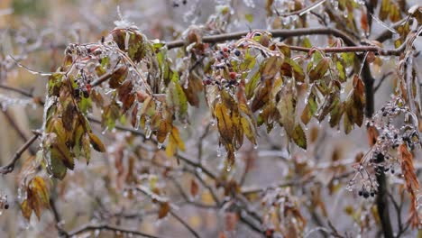 leaves and branches of the tree froze during the first morning frost in late autumn.