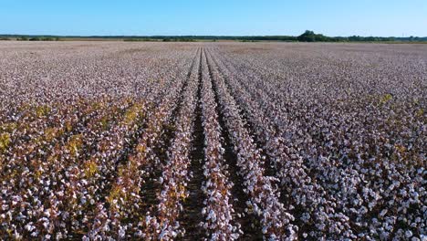 Gute-Antenne-Von-Baumwollreihen,-Die-In-Einem-Feld-In-Der-Region-Des-Mississippi-Flussdeltas-Wachsen-1