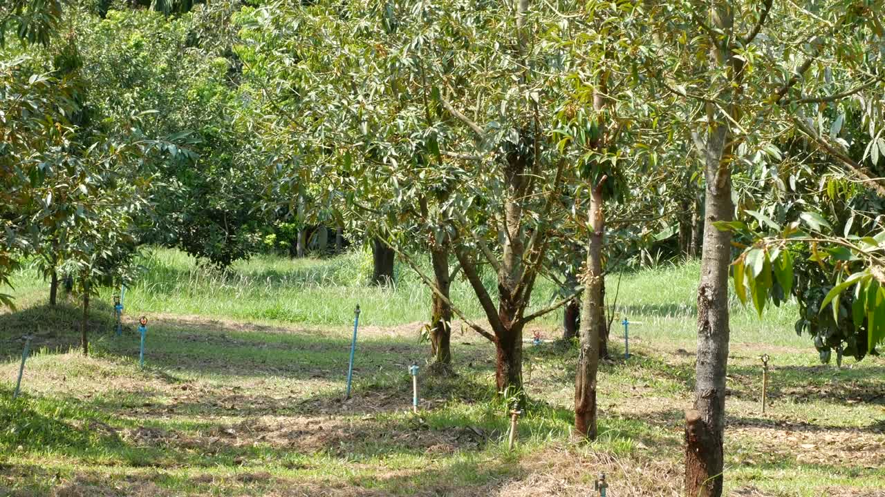 frutas de durian en el árbol