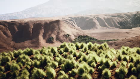 bush in semi desert large wasteland
