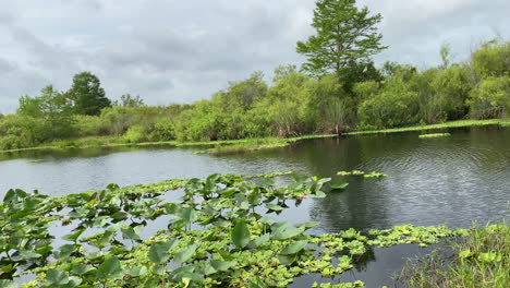 airboat ride through a swamp in florida everglades
