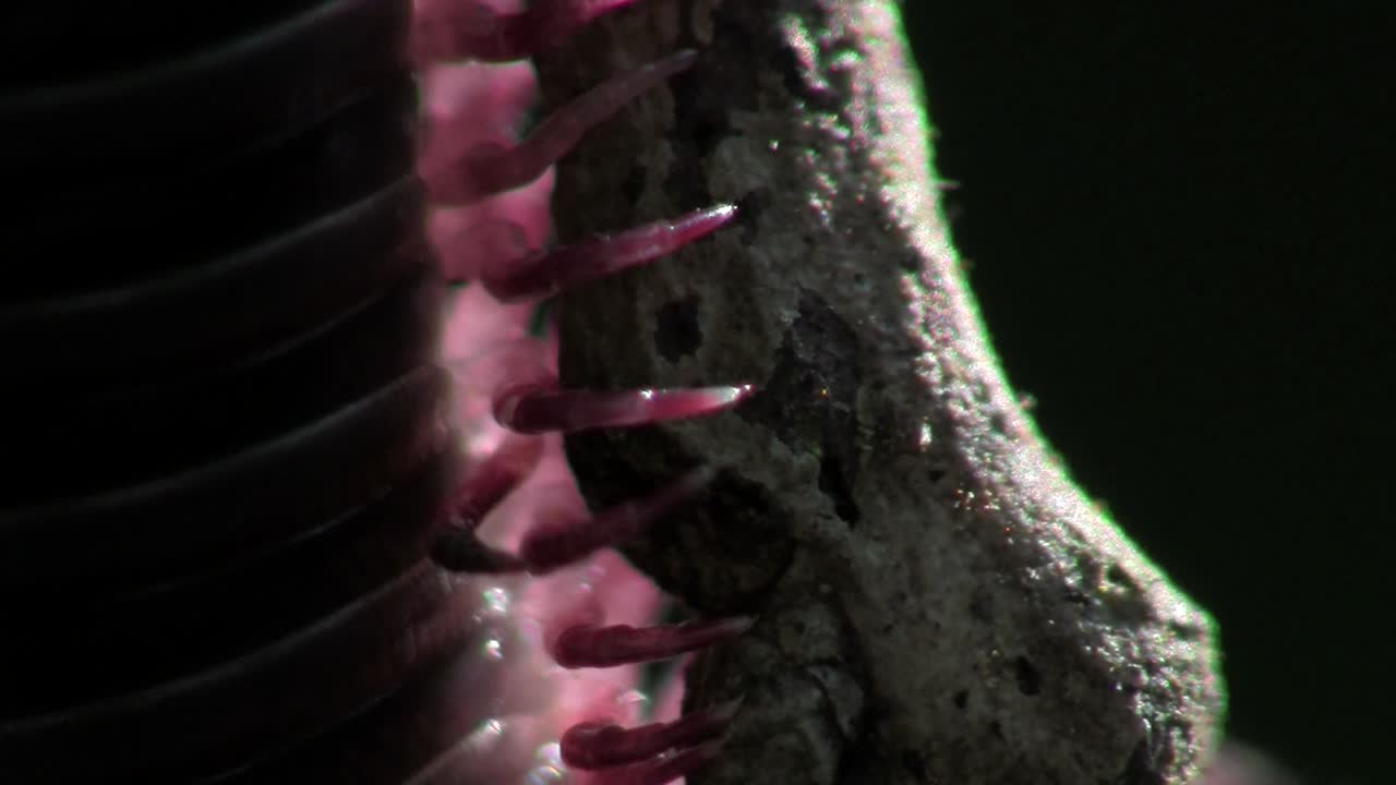 에버글레이즈 3의 가지를 따라 이동하는 노래기의 극단적인 클로즈업