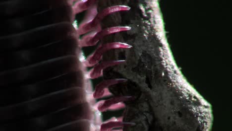 an extreme close up of a millipede moving along a branch in the everglades 3