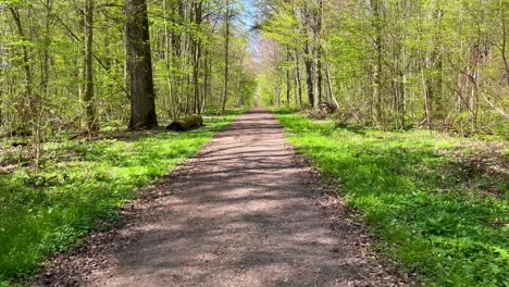 Pov-Zu-Fuß-Durch-Grünen-Baumwald-Und-Leere-Unbefestigte-Straße-In-Der-Natur-Während-Der-Frühlingszeit-In-Bayern,-Deutschland