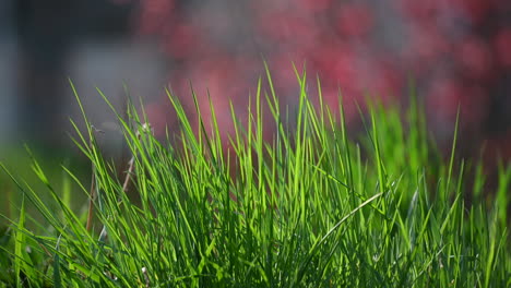 Grashintergrund-Frühling-In-Der-Natur