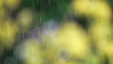 Raindrops-with-a-blurred-background