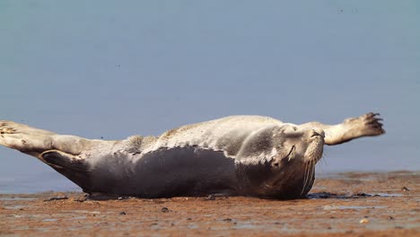 common seal relaxing and yawing on sand shore, sunny day, static