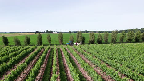 vista panorámica de viñedos con tractor rociando pesticidas en vides de uva en primavera