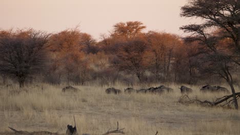 Manada-De-ñu-Azul-Corre-A-Través-De-La-Hierba-Seca-Alta-En-La-Sabana-Sudafricana-Al-Atardecer