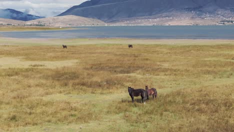 Middle-distance-view-about-two-horses-near-the-lake,-Tafí-del-Valle,-Tucumán,-Argentina