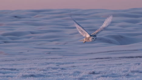 snowy owl in flight over a snowy landscape