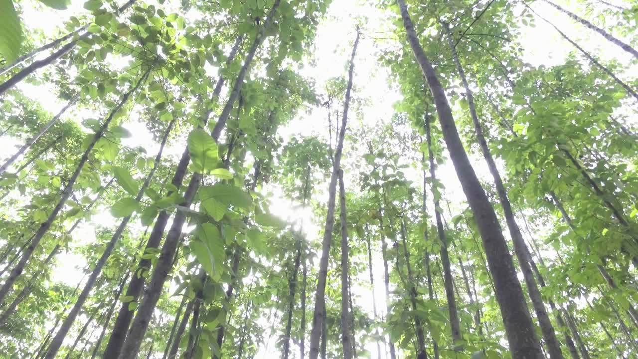 the forest and sunlight through the trees