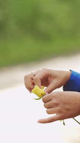 female hands tearing off petals of a yellow rose. slow motion. vertical video
