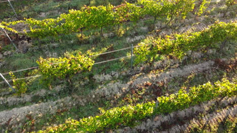 campo de agricultura de viñedos al atardecer en langhe, italia