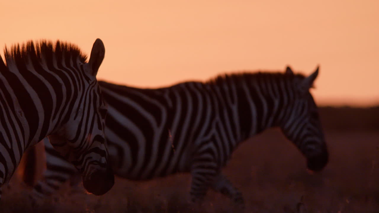 Close up tracking shot of two zebra's body strolling through plains