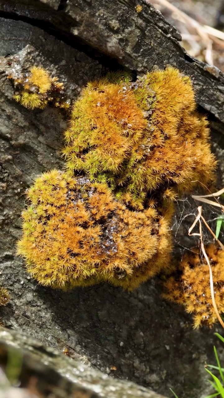 Primo piano di goccioline d'acqua che cadono da muschio vibrante su una roccia, catturate con luce naturale.