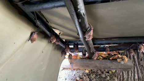 murciélagos del género hipposideros colgando al revés del techo de un refugio de observación de la naturaleza en el parque nacional de liwonde, malawi.
