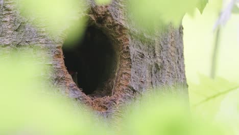 A-hungry-Great-spotted-woodpecker,-Dendrocopos-major-chick-waiting-for-parents-to-return-looking-out-from-nest-hole-in-tree-trunk-then-mother-coming-up-and-feeding-its-chick---close-up,-Texel