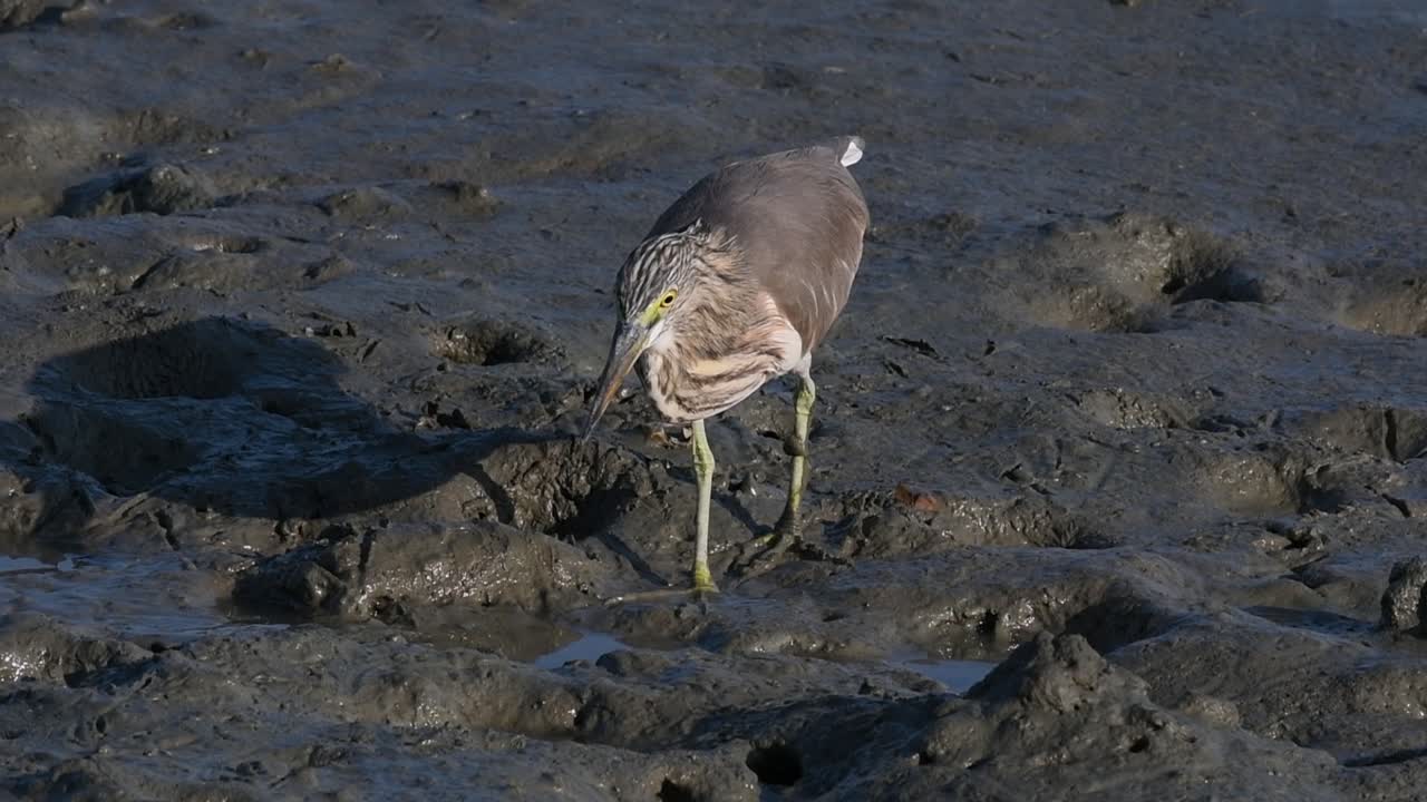 una de las garzas de estanque encontradas en tailandia que muestran diferentes plumajes según la temporada