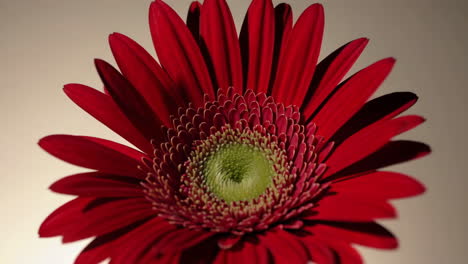 close-up of a red gerbera daisy