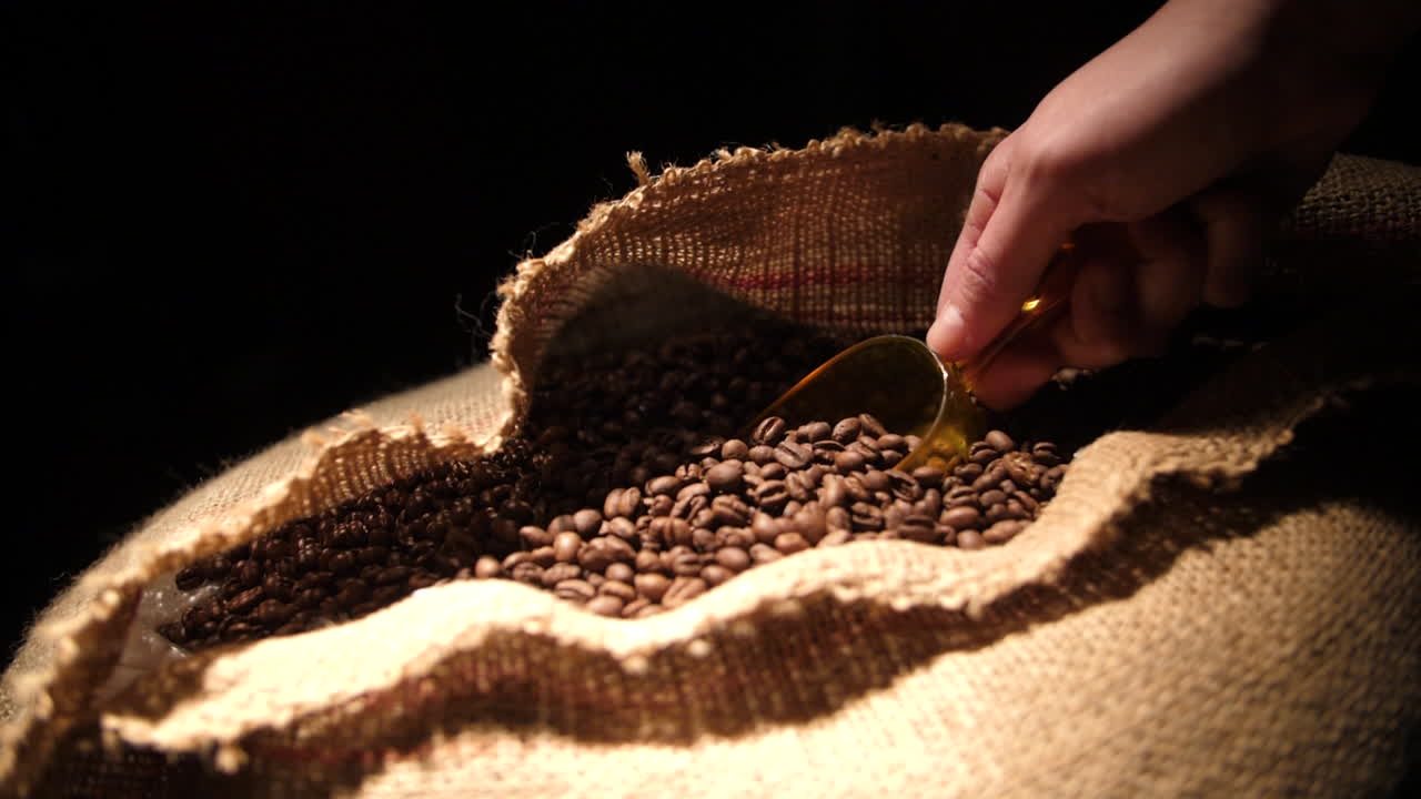 Prelevamento a mano di chicchi di caffè tostati da un sacco di iuta