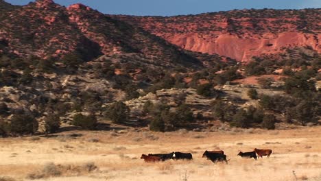 a herd of cows run across a utah desert landscape