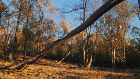 low angle view of trees in the forward tilting down while moving forward