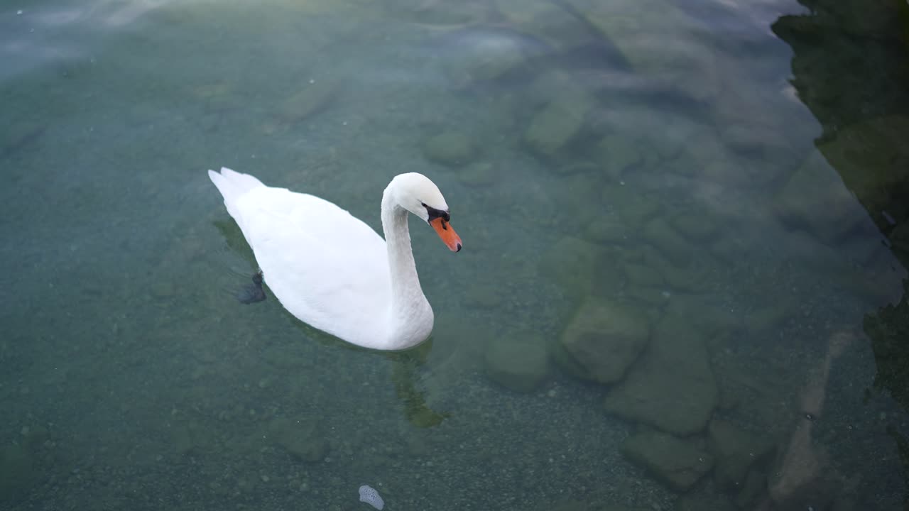 cisne blanco flotando y acercándose al muelle en el lago annecy alpes franceses, mirando hacia abajo disparado