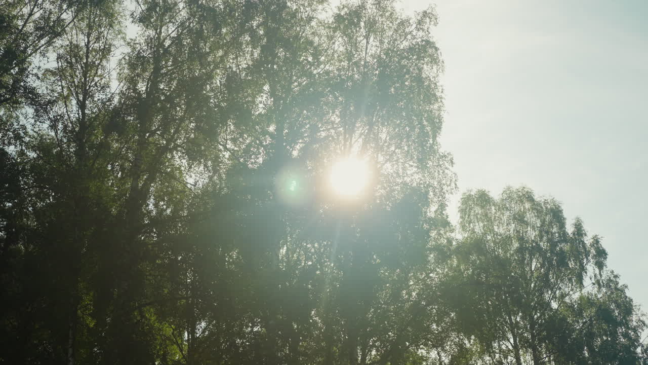 은 날씨에 숲 속의 나무를 는 태양 광선, 다양한 식물, 따뜻한 여름에 휴가를 보내는 야생 자연에서의 레크리에이션, 느린 동작.