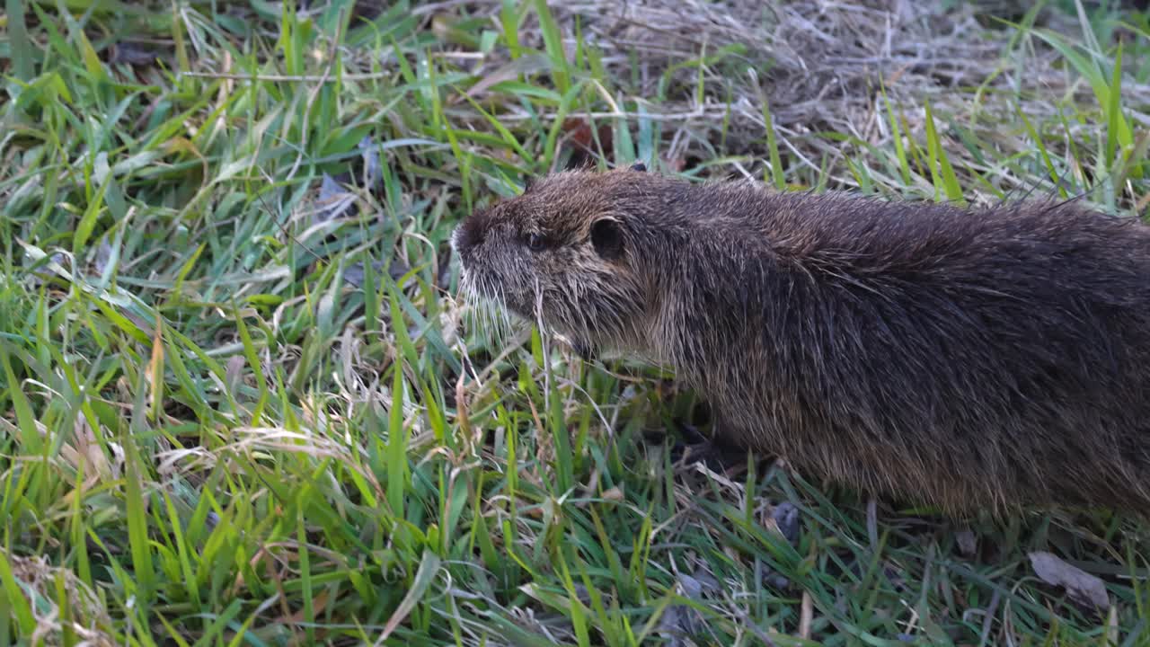 자연 서식지에서 풀을 먹는 설치류