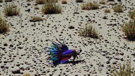colorful betta fish in a desert landscape