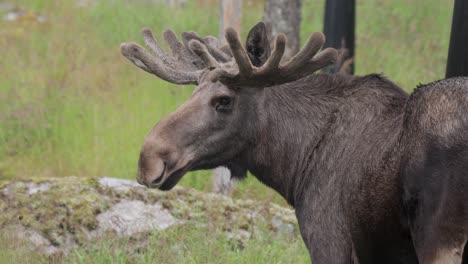 elk or moose, (alces alces) in the green forest. beautiful animal in the nature habitat.