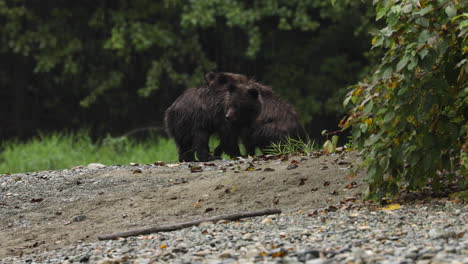 Dos-Jóvenes-Osos-Grizzly-Empapados-Bajo-La-Lluvia-En-La-Selva-Tropical-Great-Bear-En-BC,-Canadá