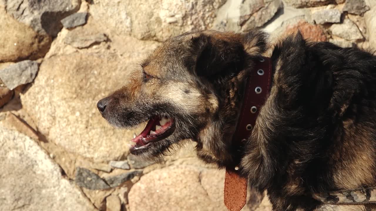 Medium-sized mixed breed dog with black and tan fur standing on dry grass, tethered with a chain near a rustic stone wall in warm sunlight