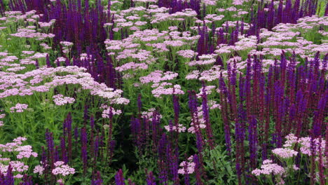 abejas de todo tipo en flores moradas y rosas