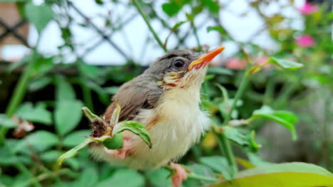 recién nacido enclavado ashy wren warbler chick se sienta en una rama de la planta