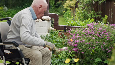 Senior man gardening in his garden
