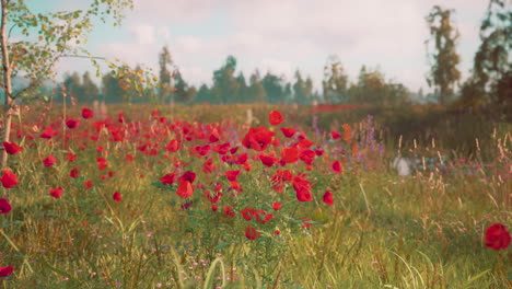 hermoso campo de amapolas rojas