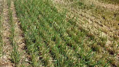 Tilt-shot-footage-of-a-Hay-Field