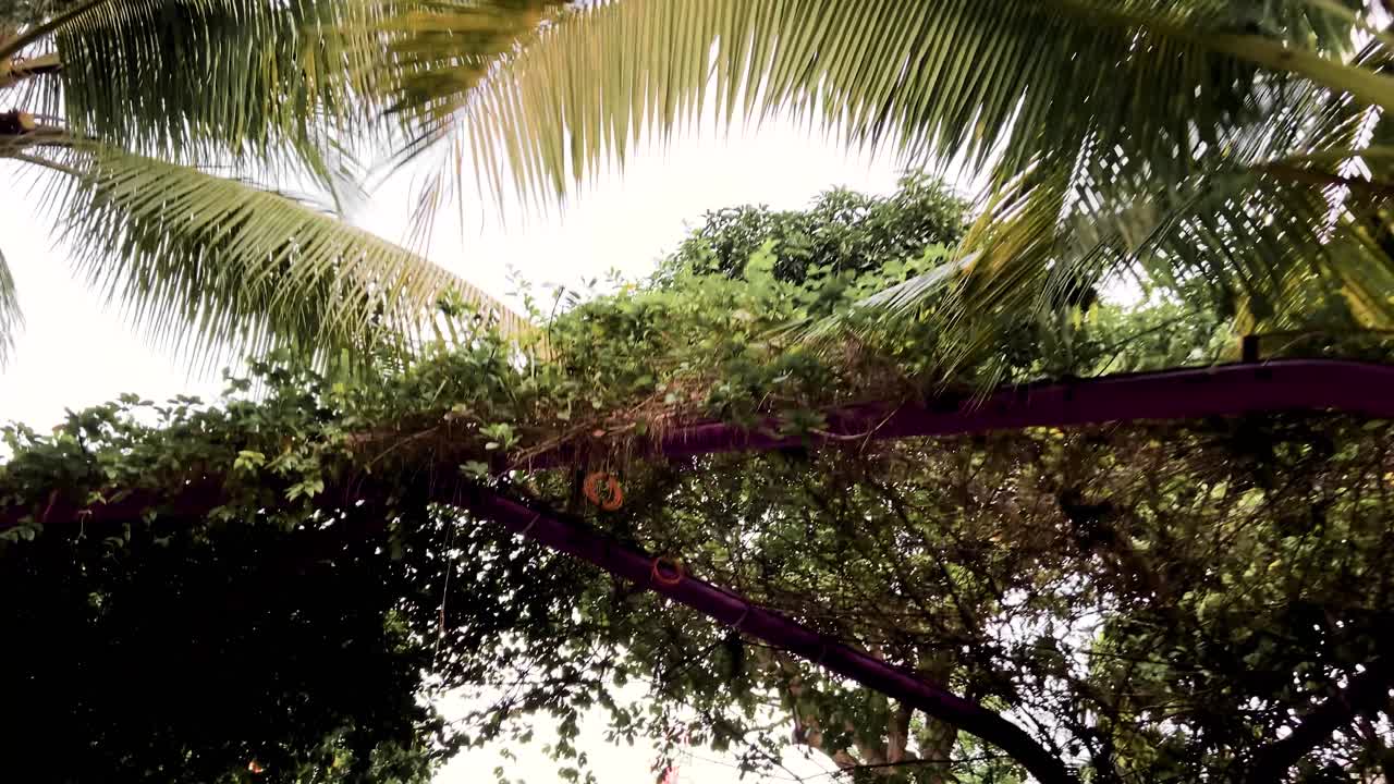 무성한 야자나무 잎은 싱가포르의 만 옆 정원에서 극적인 하늘을 배경으로 - 낮은 앵글 샷