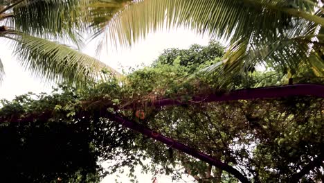 lush palm tree leaves against dramatic sky at gardens by the bay in singapore - low angle shot