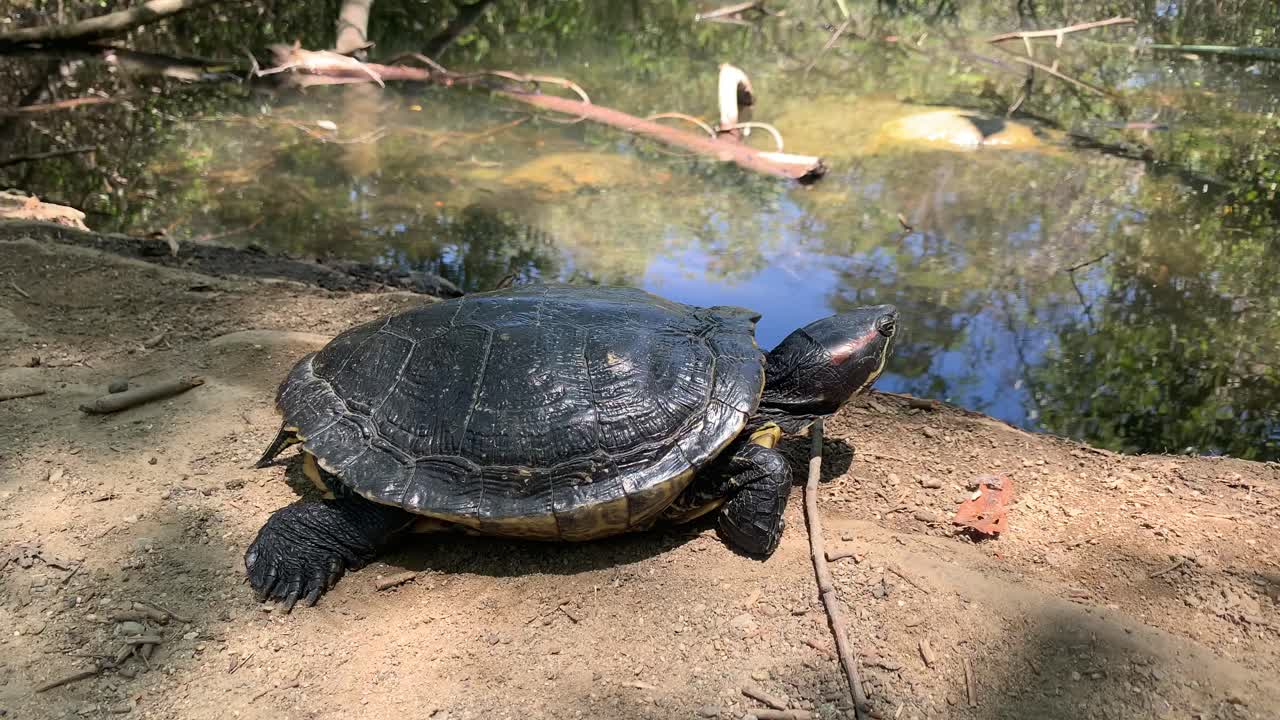 Baby Turtle Relaxing by Lake