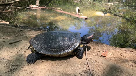 Baby-Schildkröte-Am-See-Entspannen