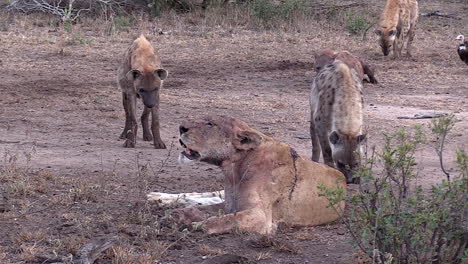 african scavenger animals surround wounded, dying lioness