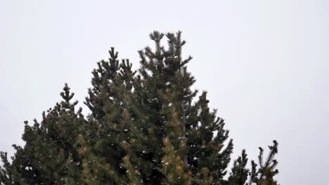 snow falling with singular tree background