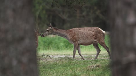 View-from-behind-woodland-trees-of-red-deer-mom-and-her-young-fawn