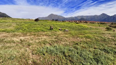 aerial de un lugar de relajación con caballos en una zona rural pintoresca y montañas cerca de la aldea rural